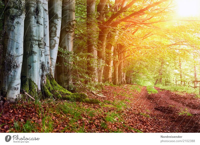 Am Waldrand Ausflug wandern Natur Landschaft Sonne Sonnenaufgang Sonnenuntergang Sommer Herbst Klima Wetter Schönes Wetter Wege & Pfade Freundlichkeit