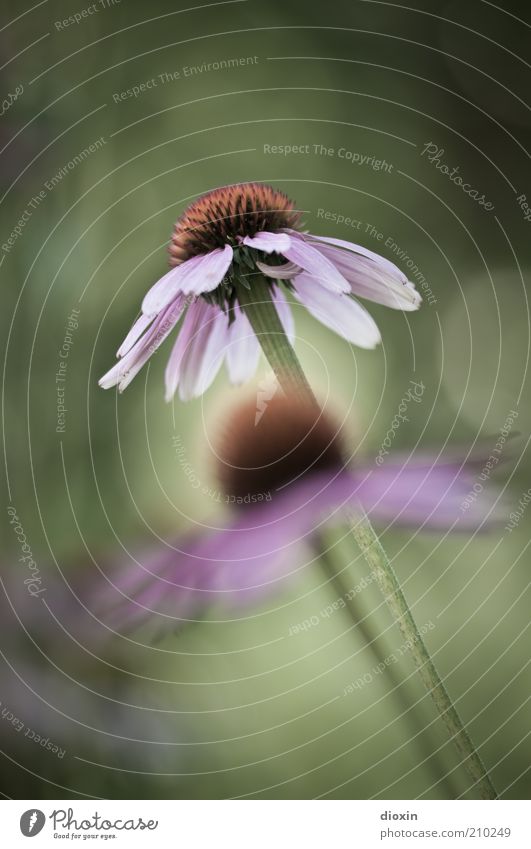 Echinacea purpurea N°2 Umwelt Natur Pflanze Blume Blüte Roter Sonnenhut Heilpflanzen Blühend Duft Gesundheit natürlich schön grün rosa Farbfoto Außenaufnahme