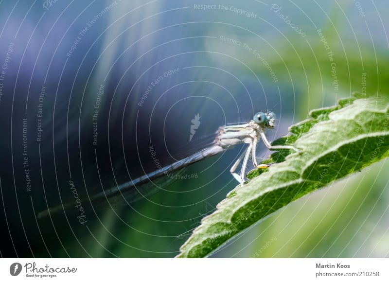 Li (e) be_lle auf den ersten Blick Natur Pflanze Tier Blatt 1 Fressen krabbeln groß rund blau Libelle Insekt ästhetisch schön Anmut Starrer Blick Wachsamkeit