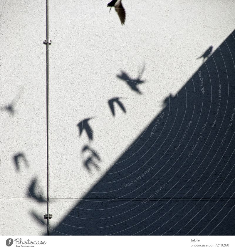 Flugschule Blitzableiter Tier Schönes Wetter Mauer Wand Fassade Wildtier Vogel Mauersegler Schwalben Tiergruppe Schwarm fliegen Spielen frei Fröhlichkeit