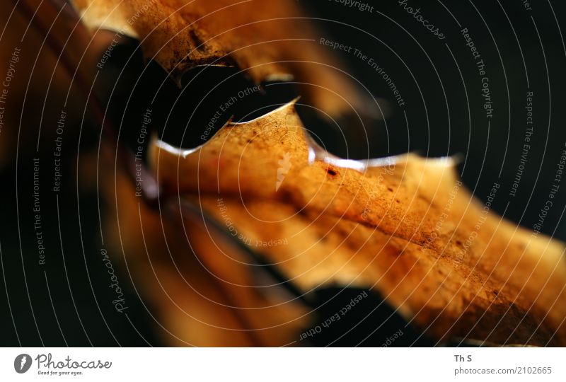 Blatt Natur Pflanze Herbst Winter leuchten verblüht ästhetisch authentisch einfach elegant natürlich braun schwarz Gelassenheit geduldig ruhig Bewegung