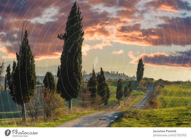 Winding Pfade mit Zypressen zwischen den grünen Feldern. schön Ferien & Urlaub & Reisen Sommer Umwelt Natur Landschaft Pflanze Himmel Wolken Horizont Baum Gras