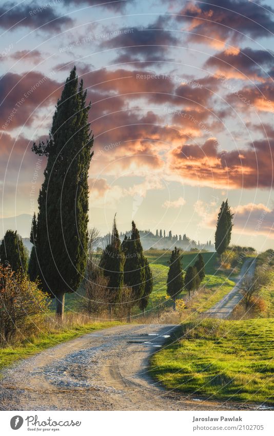 Winding Pfade mit Zypressen zwischen den grünen Feldern. schön Ferien & Urlaub & Reisen Sommer Umwelt Natur Landschaft Pflanze Himmel Wolken Horizont Baum Gras