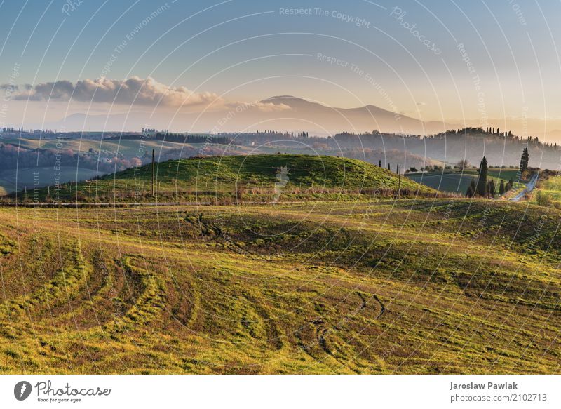 Winding Pfade mit Zypressen zwischen den grünen Feldern. schön Ferien & Urlaub & Reisen Sommer Umwelt Natur Landschaft Pflanze Himmel Wolken Horizont Baum Gras