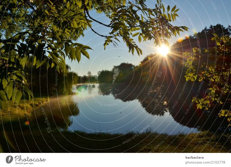 Fischfutter | Reiher kreist über Fischweiher Umwelt Natur Landschaft Urelemente Wasser Wolkenloser Himmel Sonne Baum Sträucher Teich See Vogel Stimmung Idylle