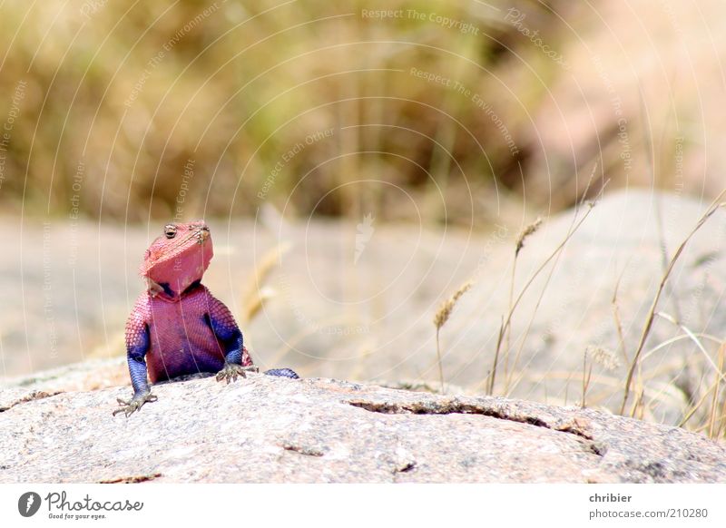 Muskelmacho! Natur Tier Felsen Serengeti Nationalpark Tansania Afrika Schuppen Krallen Agamen Siedleragame 1 beobachten entdecken außergewöhnlich exotisch