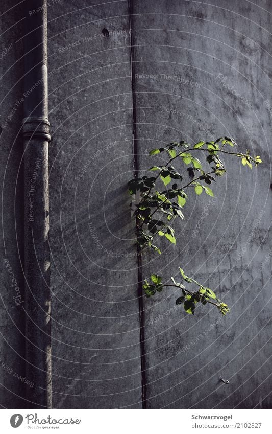 I don't care Natur Pflanze Grünpflanze Wildpflanze Beton Wachstum rebellisch trist grau grün Optimismus Kraft Willensstärke Mut Tatkraft Leben diszipliniert