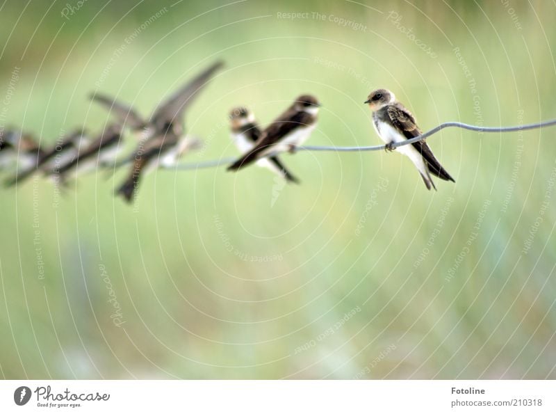 Flugschule Umwelt Natur Tier Sommer Wildtier Vogel Schwarm hell natürlich grün Schwalben Draht sitzen warten Farbfoto mehrfarbig Außenaufnahme