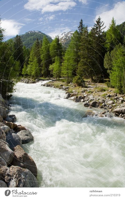 Wald am Fluss Landschaft Wasser Bach blau grün Wildbach Bergwald Clemgia Engadin Hochformat hochkant Nadelholz Nadelholzwald Nadelhölzer Nadelwald S-Charl Tanne