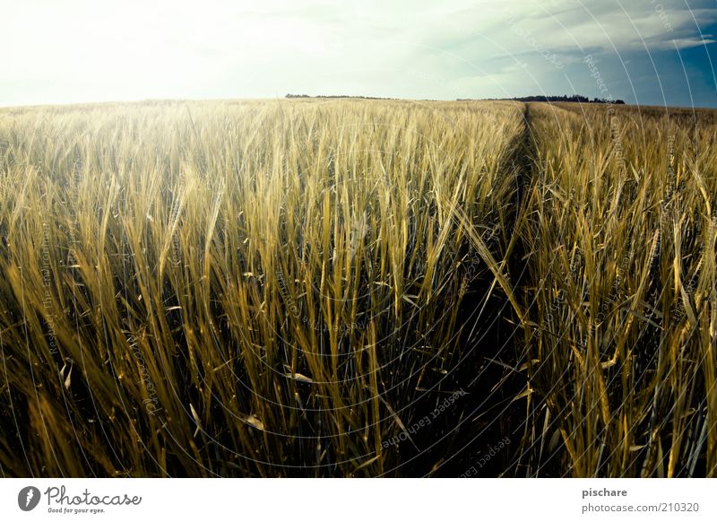 Lost in Kornfeld Natur Landschaft Schönes Wetter Nutzpflanze Feld Wachstum ästhetisch natürlich gelb gold Weizen Wege & Pfade Horizont Farbfoto Außenaufnahme