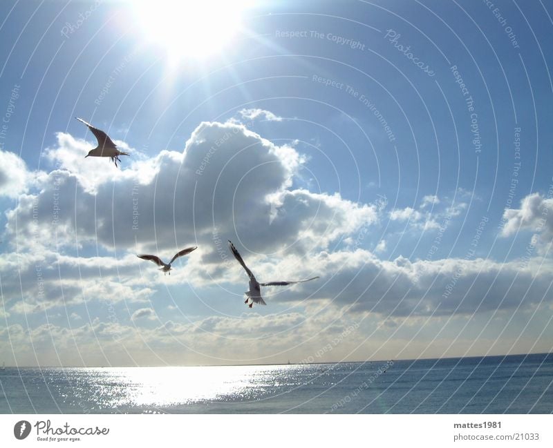 Vogelfrei Möwe Meer kalt Sommer See Küste Brandung Wellen Seemann Angeln Fischer Sonne reflektion Freiheit blau Reflexion & Spiegelung Wasser sun ocean birds