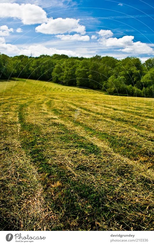 Bereich Landschaft Wolken Sommer Baum Gras Wiese Feld blau gelb gold grün Farbfoto Außenaufnahme Menschenleer Sonnenlicht Zentralperspektive Tag