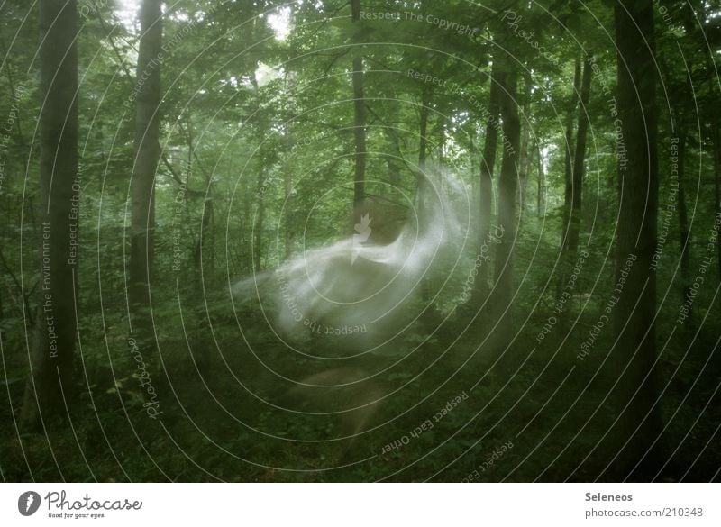 Waldfee Ausflug Mensch Kunst Umwelt Natur Landschaft Sommer Pflanze Baum Bewegung drehen Tanzen träumen geheimnisvoll Langzeitbelichtung Fee Fabelwesen Elfe