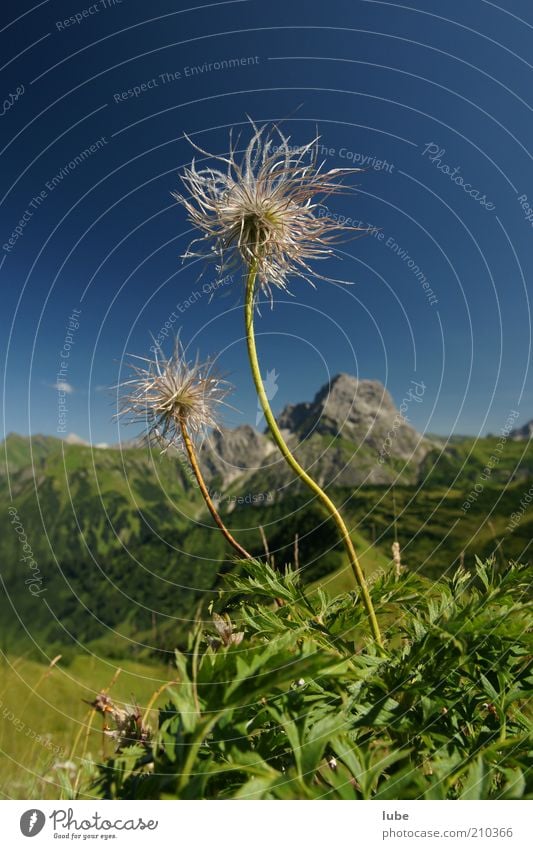 Strubobubo Ferien & Urlaub & Reisen Tourismus Ausflug Ferne Sommer Sommerurlaub Berge u. Gebirge Umwelt Natur Landschaft Pflanze Wolkenloser Himmel Klima