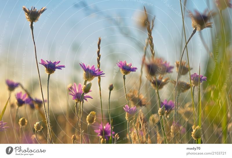 Xeranthemum Annuumblume in der Sommerzeit Pflanze Blume Blüte Wiese Blühend wild rosa Xerantheme Osteuropa Westasien Jährlich ewig Feld purpur viele magenta