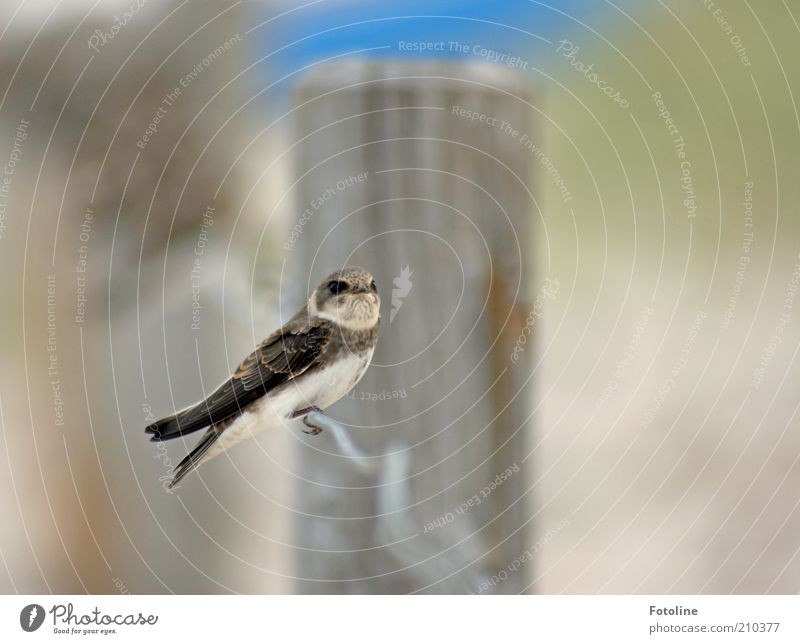 allein Umwelt Natur Tier Wildtier Vogel Flügel 1 sitzen hell nah natürlich Schwalben Farbfoto Gedeckte Farben Außenaufnahme Nahaufnahme Textfreiraum rechts Tag