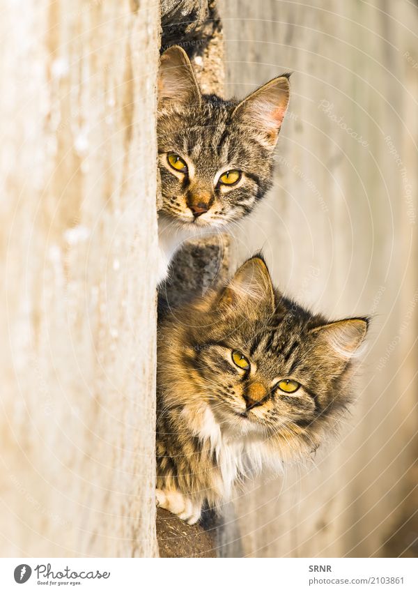 Katzen im Freien Tier Pelzmantel Haustier wild reizvoll Blende Ohren Laibung fluffig pelzig Golfloch Katzenbaby LAZY herausschauen Säugetier hinausschauen