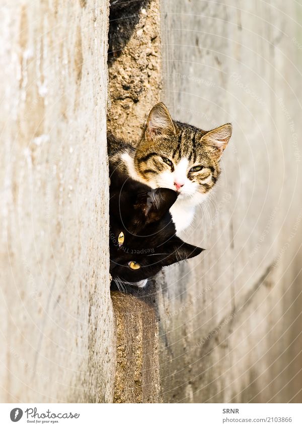 Katzen Tier Pelzmantel Haustier wild reizvoll Blende Ohren Laibung fluffig pelzig Golfloch Katzenbaby LAZY herausschauen Säugetier hinausschauen gucken