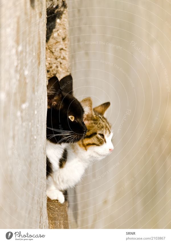 Katzen Tier Haustier niedlich fleischfressend heimisch domestiziert Ohren Laibung glücklich Fensterbank Wildkatze Säugetier Moggie Mischling Köter outbred