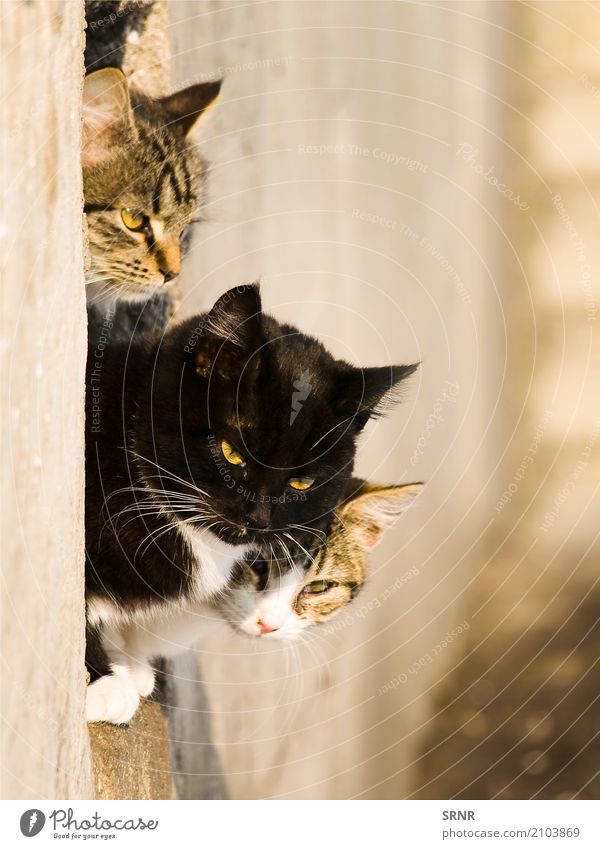 Katzen Tier kurzhaarig Haustier niedlich fleischfressend glücklich Wildkatze Säugetier Moggie Mischling Köter outbred Muschi halbwild Tabby Kater Blick