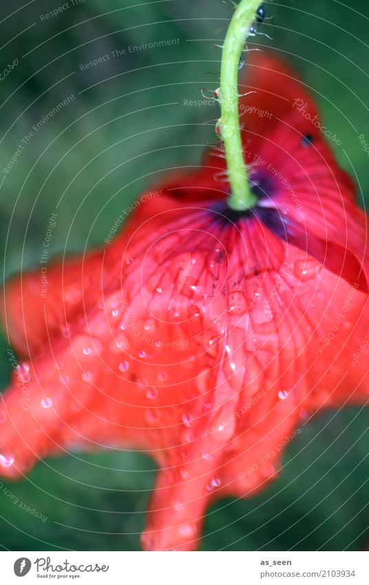 Nach dem Regen ruhig Sommer Garten Umwelt Natur Pflanze Wasser Wassertropfen Klima Wetter Blume Blüte Mohn Mohnblüte Stengel Blütenblatt hängen ästhetisch