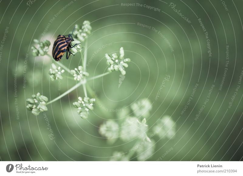 Streifenwanze Umwelt Natur Pflanze Tier Sommer Blüte Wildpflanze Wildtier 1 hocken Neugier niedlich schön streifenwanze Wanze Doldenblüte Doldenblütler sitzen