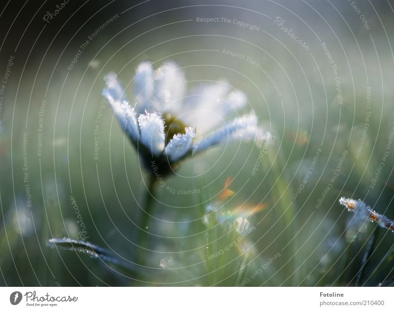 Für Euch! Umwelt Natur Pflanze Urelemente Wasser Winter Eis Frost Blume Coolness hell kalt natürlich gefroren Raureif Gänseblümchen Farbfoto mehrfarbig