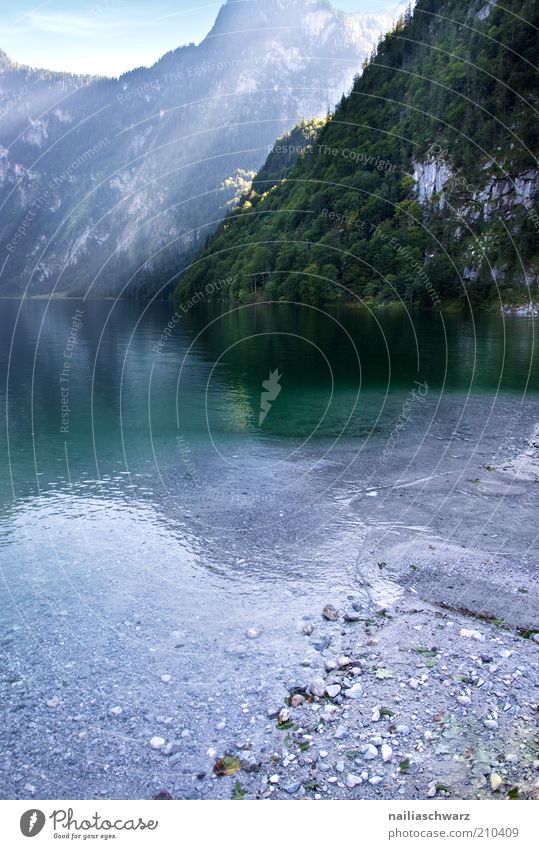 Königssee Umwelt Natur Landschaft Wasser Sommer Alpen Berge u. Gebirge Seeufer blau grau grün Farbfoto Außenaufnahme Menschenleer Tag Licht Sonnenlicht