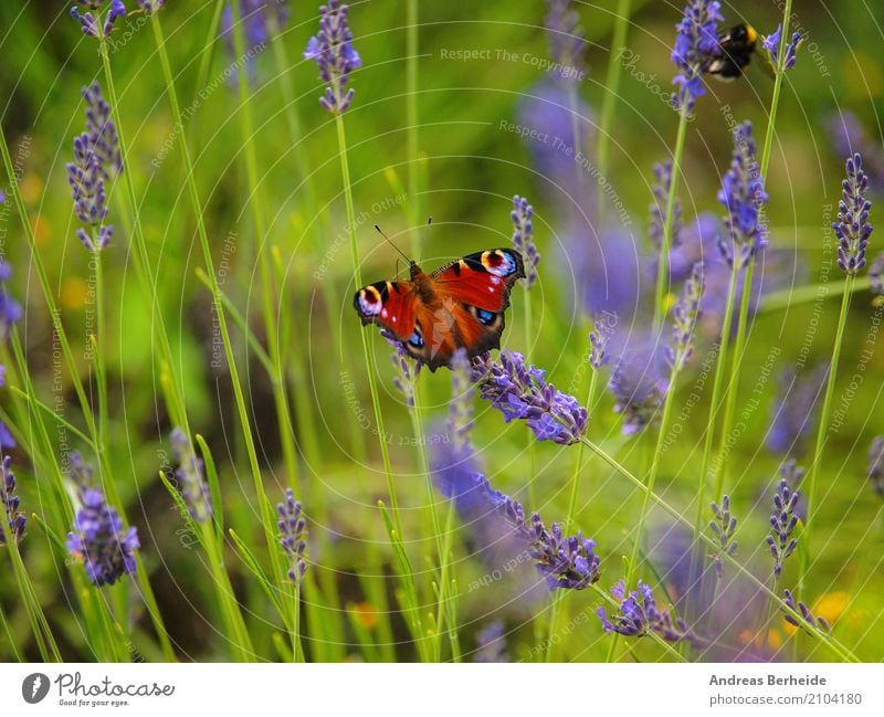 Tagpfauenauge im Lavendelfeld Sommer Natur Park Schmetterling Essen elegant schön Aglais io beautiful blue butterfly day european peacock feeding field flower