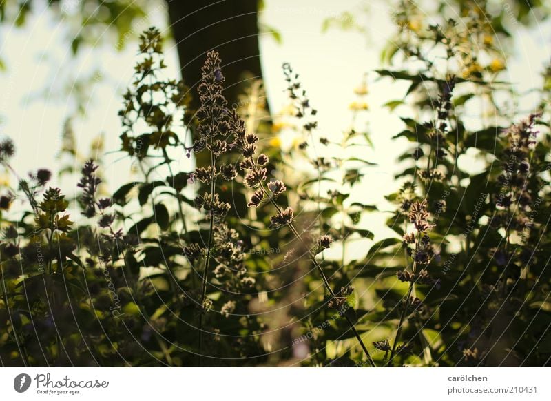 im Schatten Natur Landschaft Pflanze Sonnenlicht Baum Blume Gras Sträucher Garten gelb grün Gegenlicht Baumschatten Wärme Lichtspiel Wachstum Farbfoto