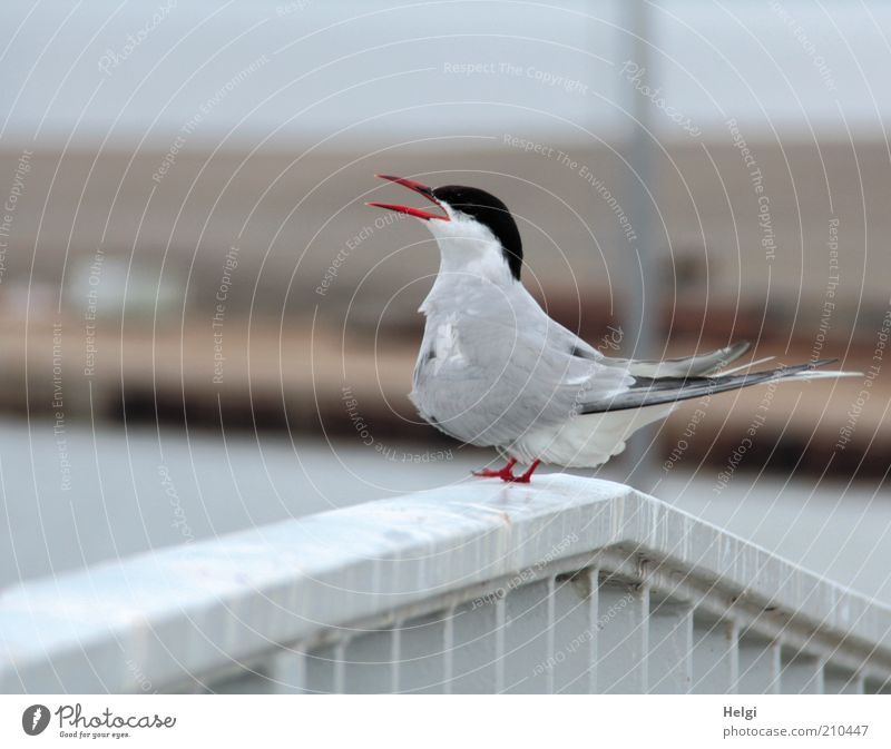 kleiner Schreihals... Umwelt Sommer Tier Wildtier Vogel Flügel 1 Treppengeländer Metall Blick schreien stehen ästhetisch frech einzigartig natürlich grau rot