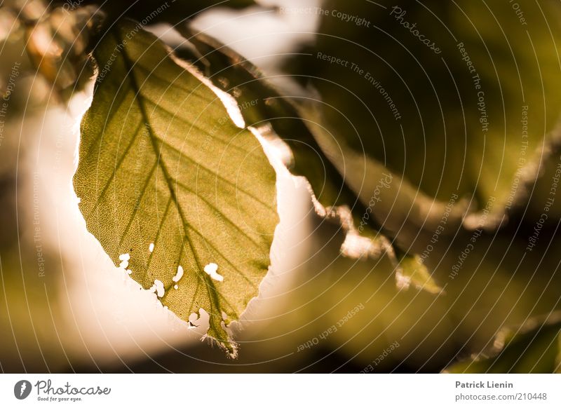 Abendstimmung Umwelt Natur Landschaft Pflanze Sonne Sonnenlicht Sommer Klima Wetter Schönes Wetter Baum Blatt Wildpflanze atmen beobachten Denken entdecken