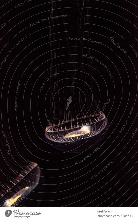 Kristallqualle Aequorea Victoria Meer Tier Wildtier Qualle 1 gelb gold schwarz weiß Kristallquallen Aequorea victoria Götterspeise hydrozoisch Gnu