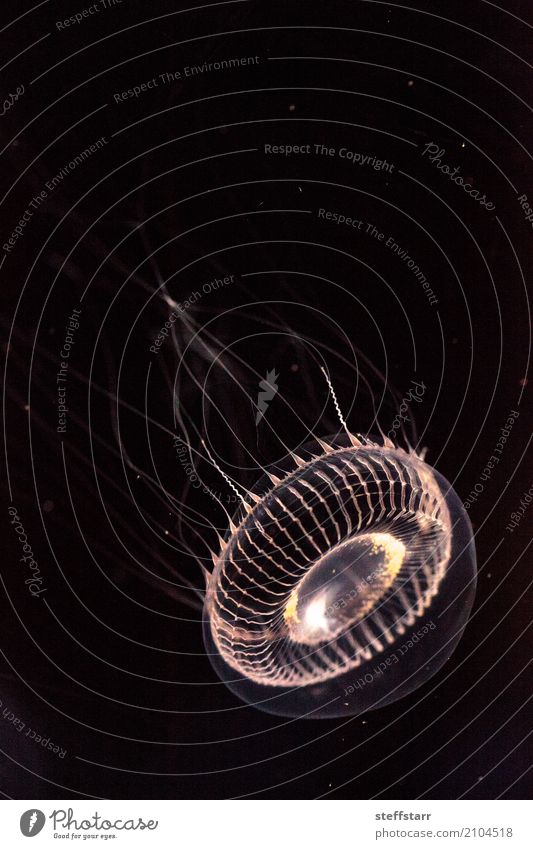 Kristallqualle Aequorea Victoria Meer Tier Wildtier Qualle 1 gelb gold weiß Kristallquallen Aequorea victoria Götterspeise hydrozoisch Gnu biolumineszierend