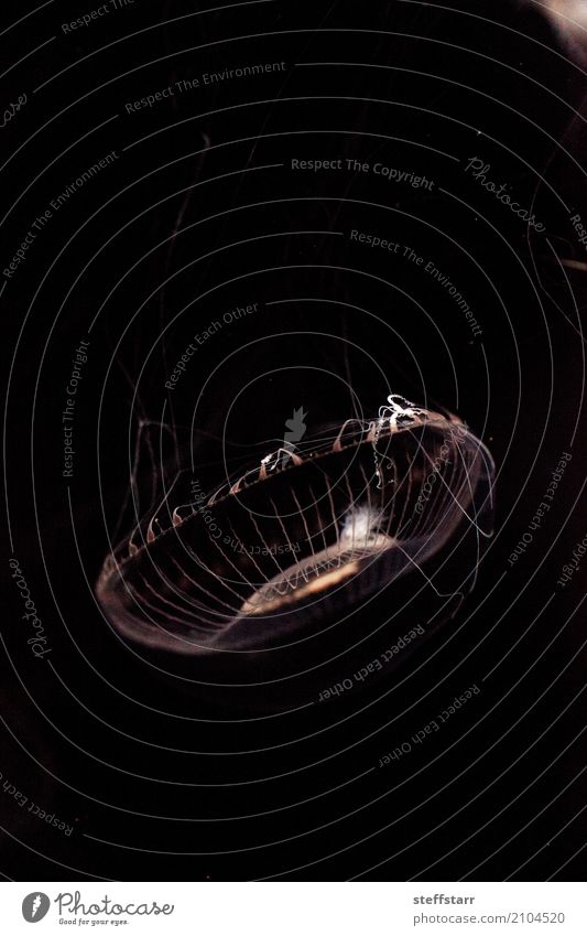 Kristallqualle Aequorea Victoria Meer Tier Wildtier Qualle 1 gelb gold weiß Kristallquallen Aequorea victoria Götterspeise hydrozoisch Gnu biolumineszierend