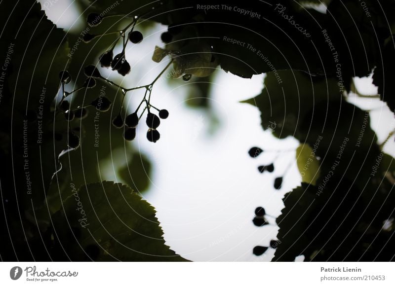 hier tropft es Umwelt Natur Landschaft Pflanze Urelemente Luft Himmel Sommer Wetter schlechtes Wetter Baum Blatt Wildpflanze beobachten entdecken Erholung