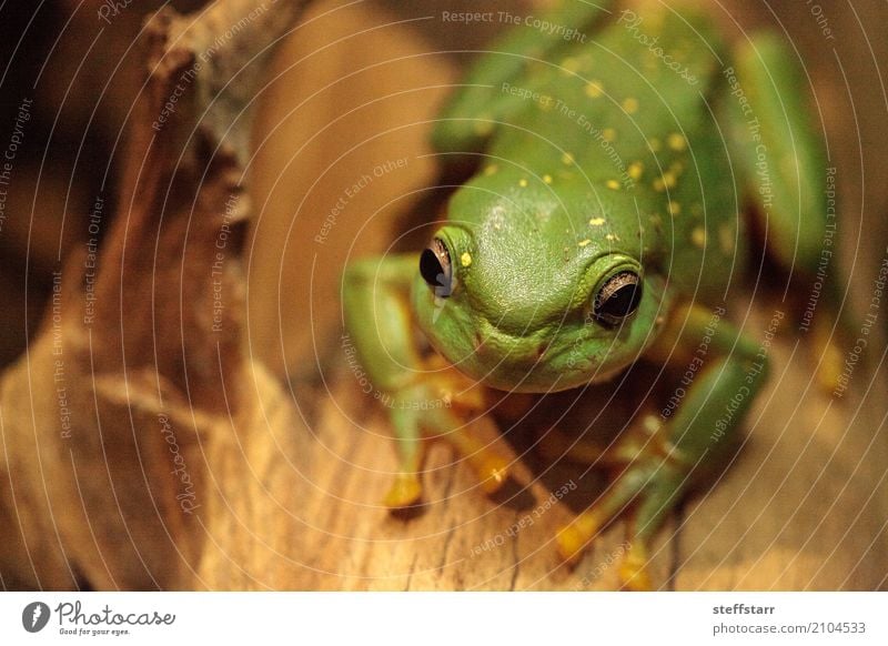 Großartiger Baumfrosch Litoria splendida Tier Frosch 1 wild gelb grün Wunderschöner Baumfrosch Laubfrosch grüner Frosch Amphibie Herp Herpetologie Reptil