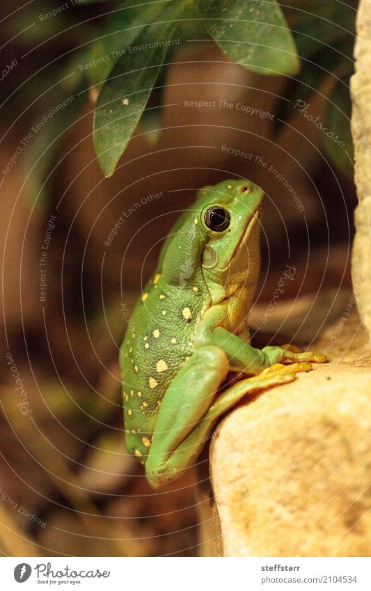 Großartiger Baumfrosch Litoria splendida Tier Wildtier Frosch 1 wild gelb grün Wunderschöner Baumfrosch Laubfrosch grüner Frosch Amphibie Herp Herpetologie