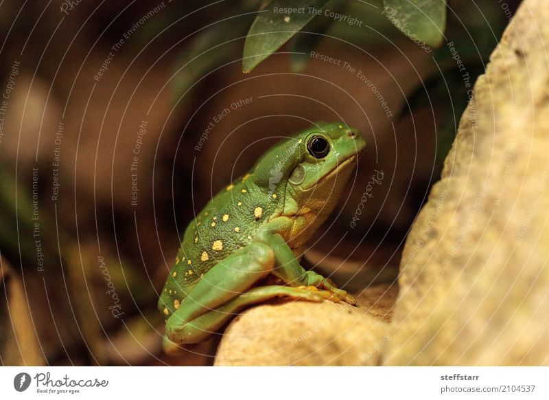 Großartiger Baumfrosch Litoria splendida Tier Frosch 1 wild gelb grün Wunderschöner Baumfrosch Laubfrosch grüner Frosch Amphibie Herp Herpetologie Reptil