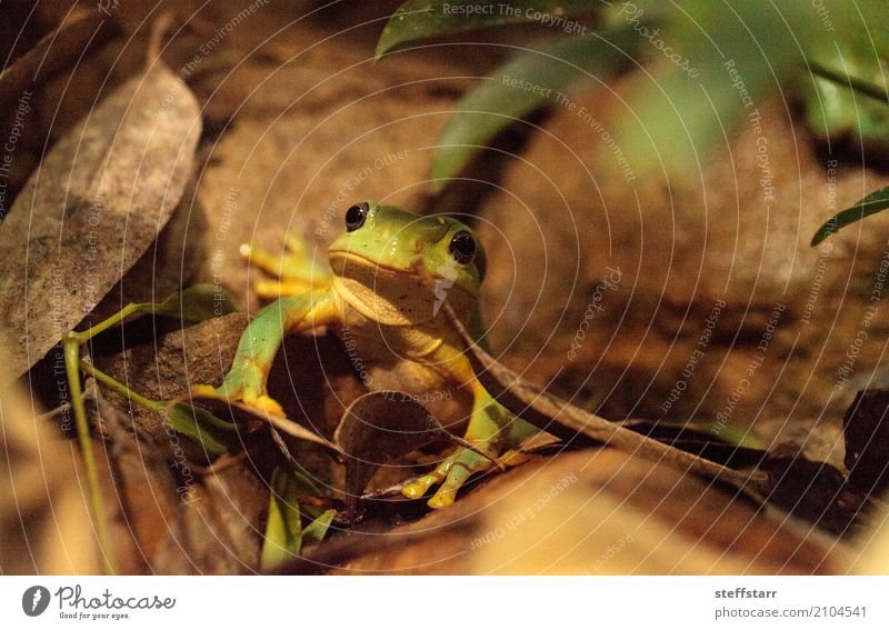 Großartiger Baumfrosch Litoria splendida Tier Wildtier Frosch Tiergesicht 1 wild grün Wunderschöner Baumfrosch Laubfrosch grüner Frosch Amphibie Herp