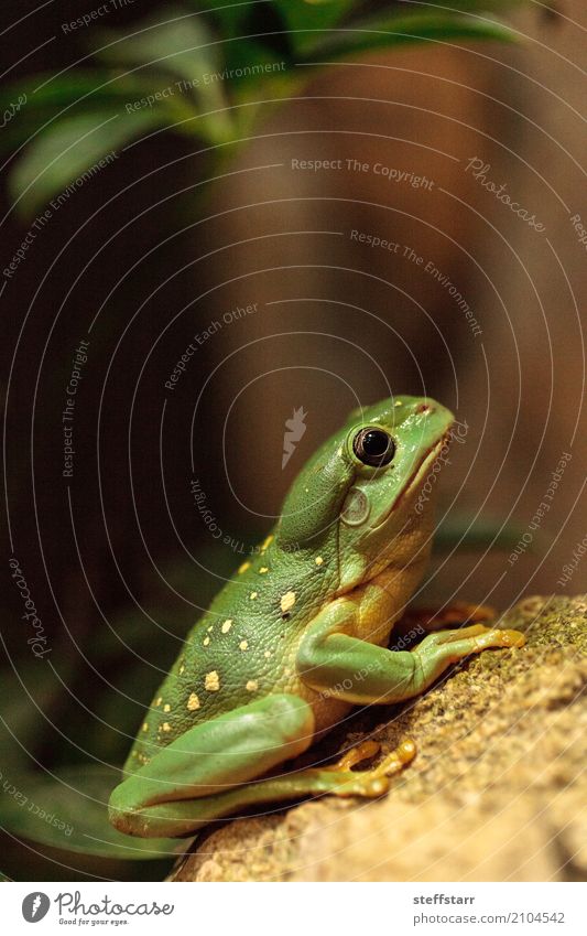 Großartiger Baumfrosch Litoria splendida 1 Mensch Tier Wildtier wild grün Wunderschöner Baumfrosch Laubfrosch Frosch grüner Frosch Amphibie Herp Herpetologie