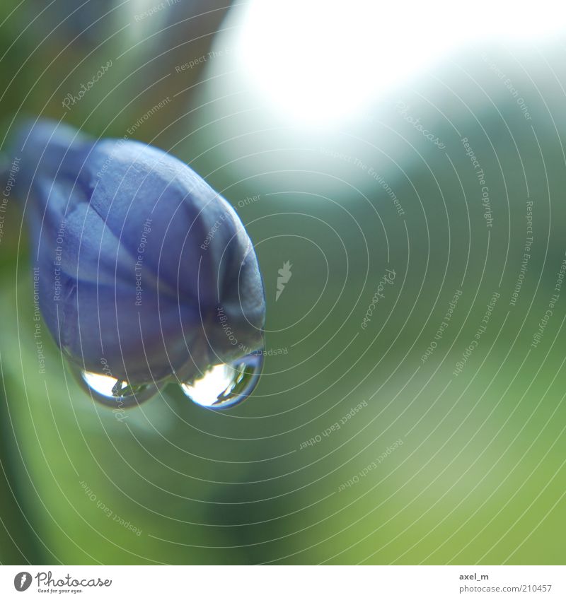 Wassertropfen 2 Natur Pflanze Sonnenlicht Sommer Blume Blüte Tropfen glänzend hängen Wachstum hell natürlich Sauberkeit ruhig Farbfoto Außenaufnahme