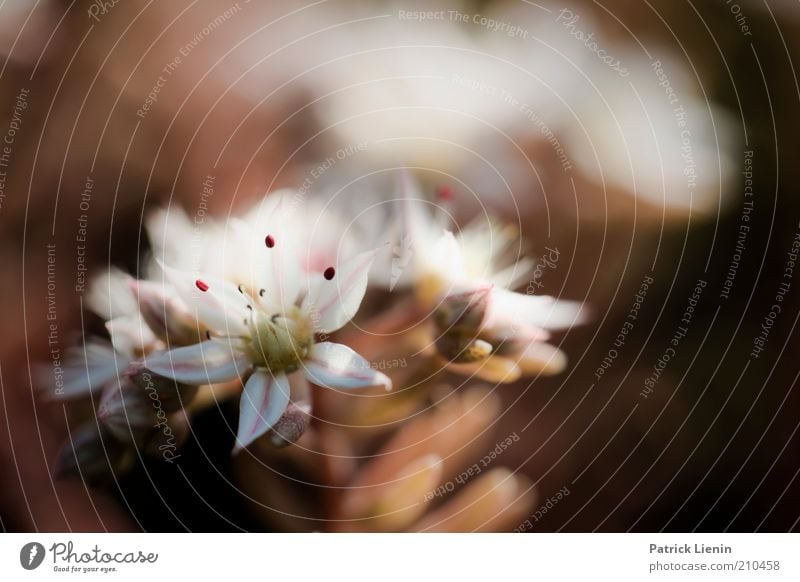 kleine Blüte Umwelt Natur Pflanze Sommer Blume Wildpflanze Duft genießen ästhetisch außergewöhnlich elegant exotisch frisch nah schön Wärme weich ruhig grün