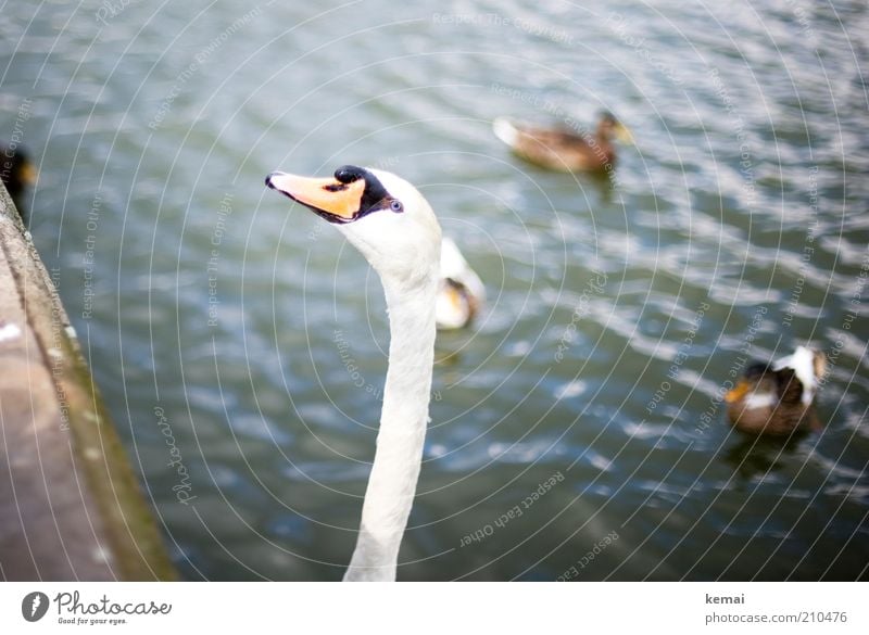 Long Neck Umwelt Natur Tier Park Teich Wildtier Vogel Schwan Tiergesicht Ente Schnabel Kopf 4 groß Schwanenhals Hals strecken Wasser Farbfoto Gedeckte Farben