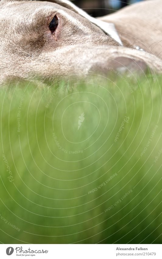 Er liegt II Tier Haustier Hund Weimaraner 1 Erholung liegen schlafen groß Schnauze Fell ruhig ruhend faulenzen Farbfoto Textfreiraum unten Sonnenlicht Unschärfe