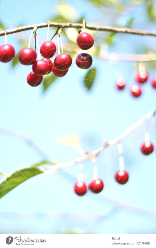 Mit meinem Neuen ist gut Kirschen essen Lebensmittel Frucht Ernährung Bioprodukte Pflanze Luft Himmel Sommer Wetter Schönes Wetter Baum frisch Gesundheit lecker