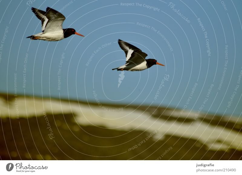 Island Umwelt Natur Landschaft Tier Himmel Wolkenloser Himmel Schnee Hügel Berge u. Gebirge Schneebedeckte Gipfel Wildtier Vogel Austernfischer 2 Tierpaar