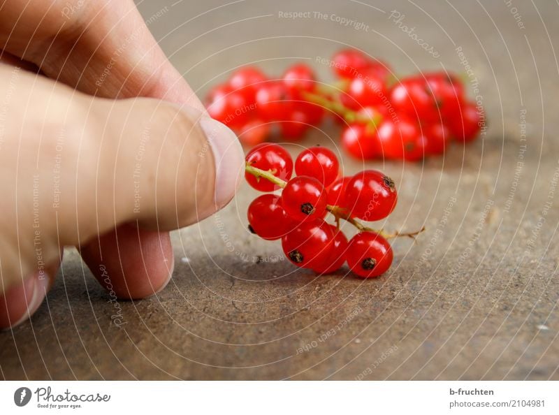 Rote Johannisbeeren Frucht Bioprodukte Vegetarische Ernährung Diät Mann Erwachsene Finger 30-45 Jahre festhalten frisch Gesundheit rot Beginn genießen Blüte