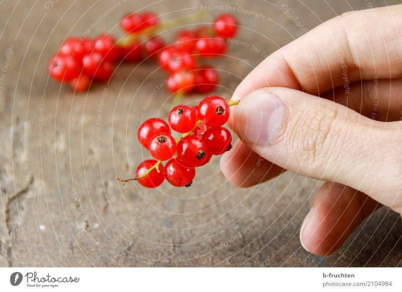 Eine Rispe Johannisbeeren Frucht Vegetarische Ernährung Diät Mann Erwachsene Finger 30-45 Jahre festhalten frisch Gesundheit rot genießen Blüte reif Ernte Tisch