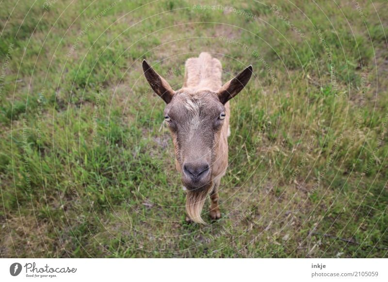 Ziegen, die auf Frauen starren. Natur Frühling Sommer Gras Wiese Tier Nutztier Wildtier Tiergesicht 1 Blick stehen nah Neugier Gefühle Farbfoto Innenaufnahme